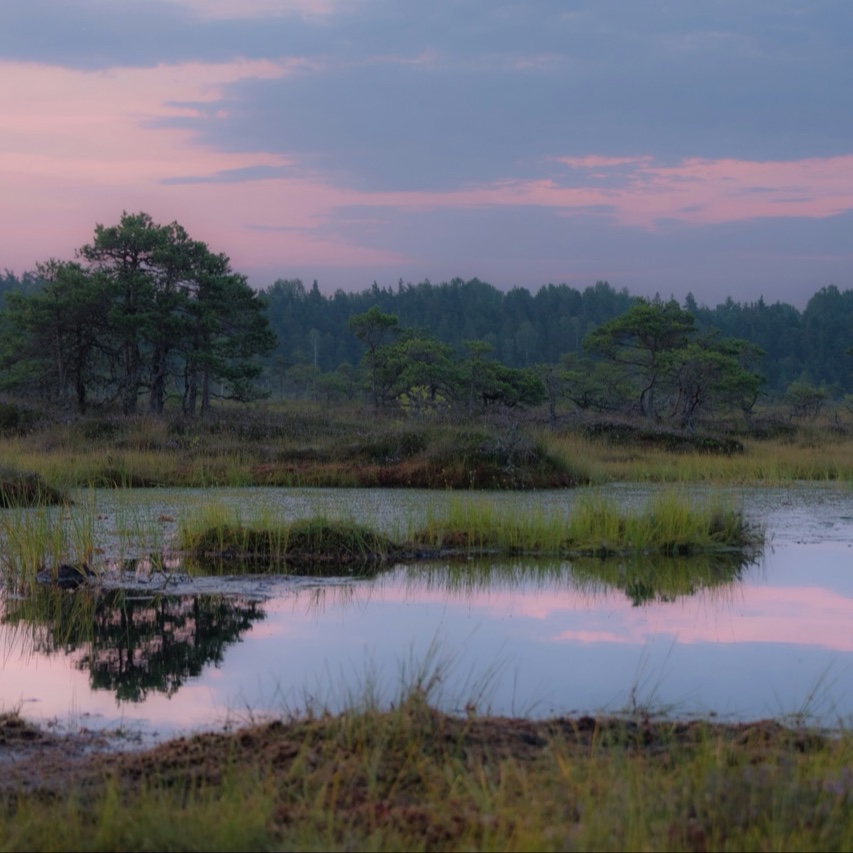 unisouthampton's tweet image. Did you know ancient bogs could hold clues to a major shift in the Earth's climate? ❄️

Our scientists discovered that sudden shifts in the Southern Westerly Winds 15,000 years ago triggered a massive growth of peatland swamps.

Read more 👉 southampton.pulse.ly/jflggdtzjq