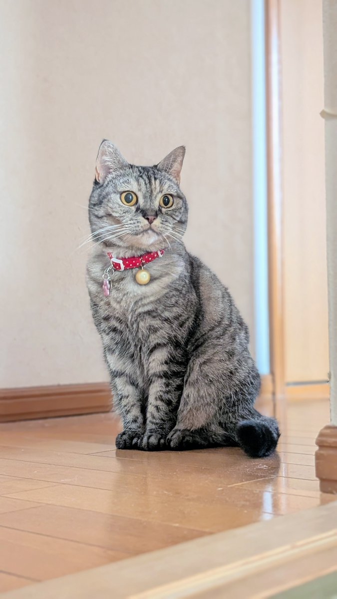 ねこさん⚡(ΦωΦ) (@catnap707) / Posts / X