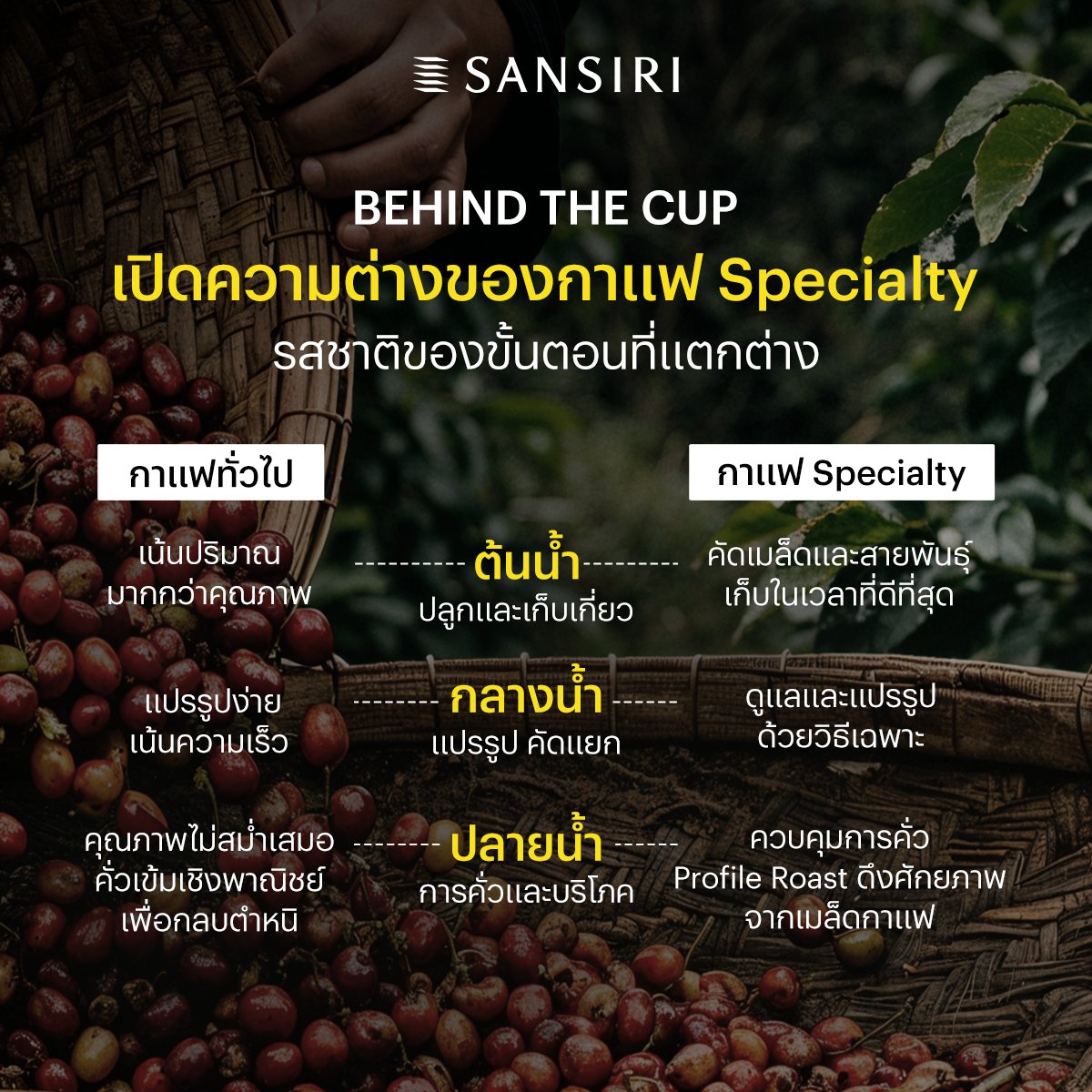 SansiriPLC's tweet photo. แสนสิริศูนย์การเรียนรู้กาแฟพิเศษครบวงจร เปิดความต่างของเมล็ดกาแฟยอดดอย สู่การเป็นกาแฟ Specialty ไทย ที่พร้อมเข้าสู่อุตสาหกรรมกาแฟโลก☕️ เราพัฒนาเมล็ดกาแฟเล็กๆ เป็น Specialty Coffee ที่เต็มไปด้วยเรื่องราวด้านสิ่งแวดล้อม สังคมและผู้คน สู่การดูแล แปรรูปให้มีรสชาติที่ซับซ้อนและหอมหวาน https://t.co/C0jFQeHRA6