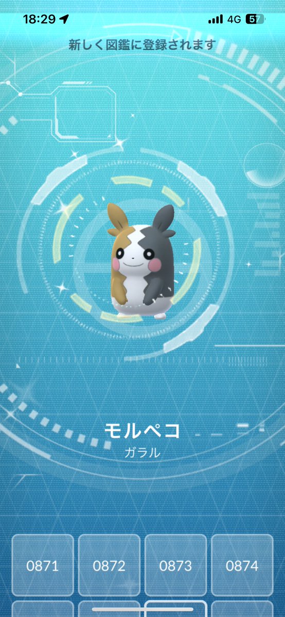 PON000poke's tweet image. モルペコ色違いきたぁぁぁ！
ステもまあまあまあまあ☺️👍
#ポケモンGO #ポケGO
