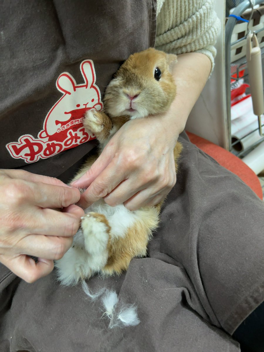 爪切り頑張ったウサギ💯　#うさぎのいる暮らし