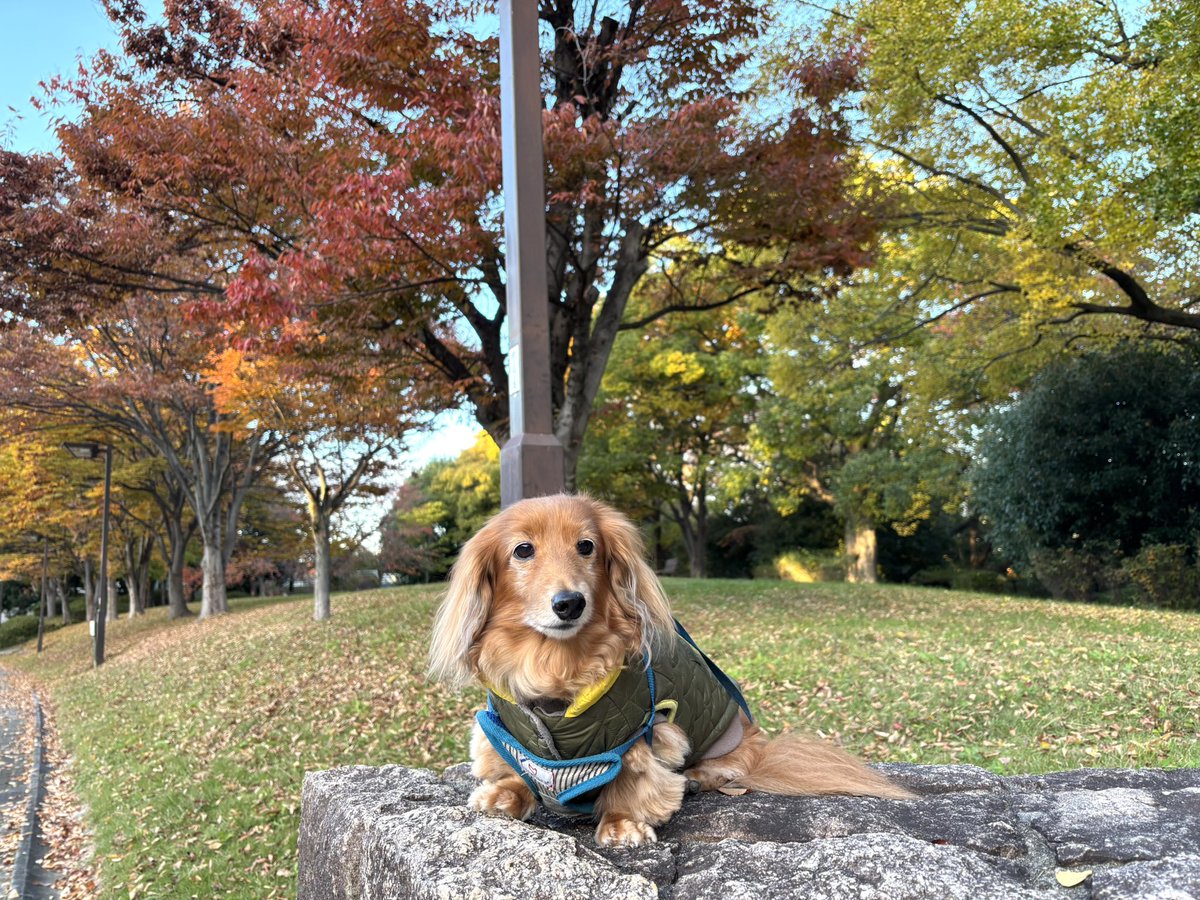 tibi_makiusa's tweet image. 11月19日、今日は北風が吹いて寒い一日でした🍂
🐶もお母ちゃんも防寒着バッチリ👌
いつもの大きな公園の木々は綺麗に紅葉してるよ🍁
#犬好きさんと繋がりたい