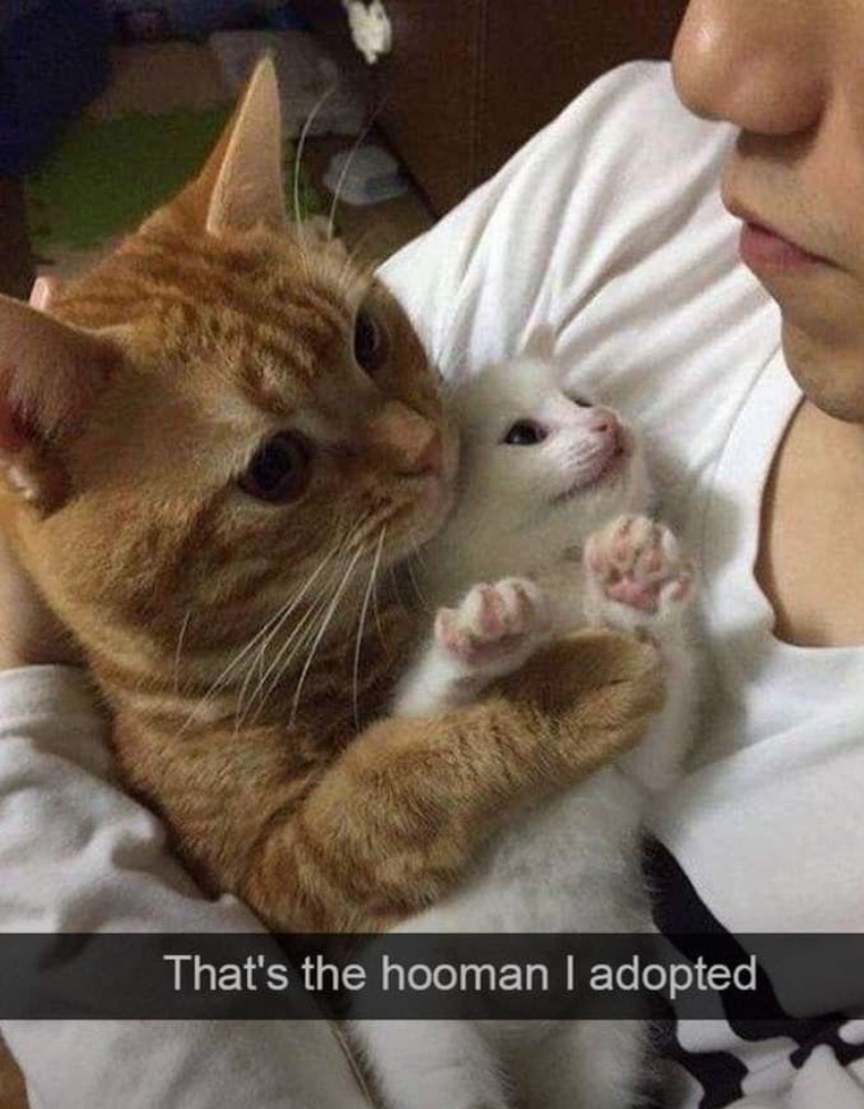 catshealdeprsn's tweet image. so true