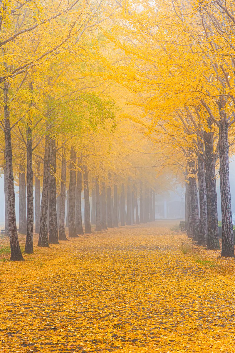超濃霧につつまれた茨城県の銀杏並木を撮りました🍁 #tokyocameraclub