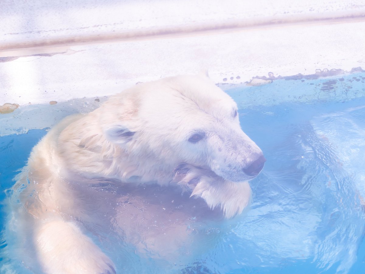 maeyama2022's tweet image. マルル～🐻‍❄️

#マルル
#ホッキョクグマ
#polarbear
#熊本市動植物園
#マルル今までありがとう