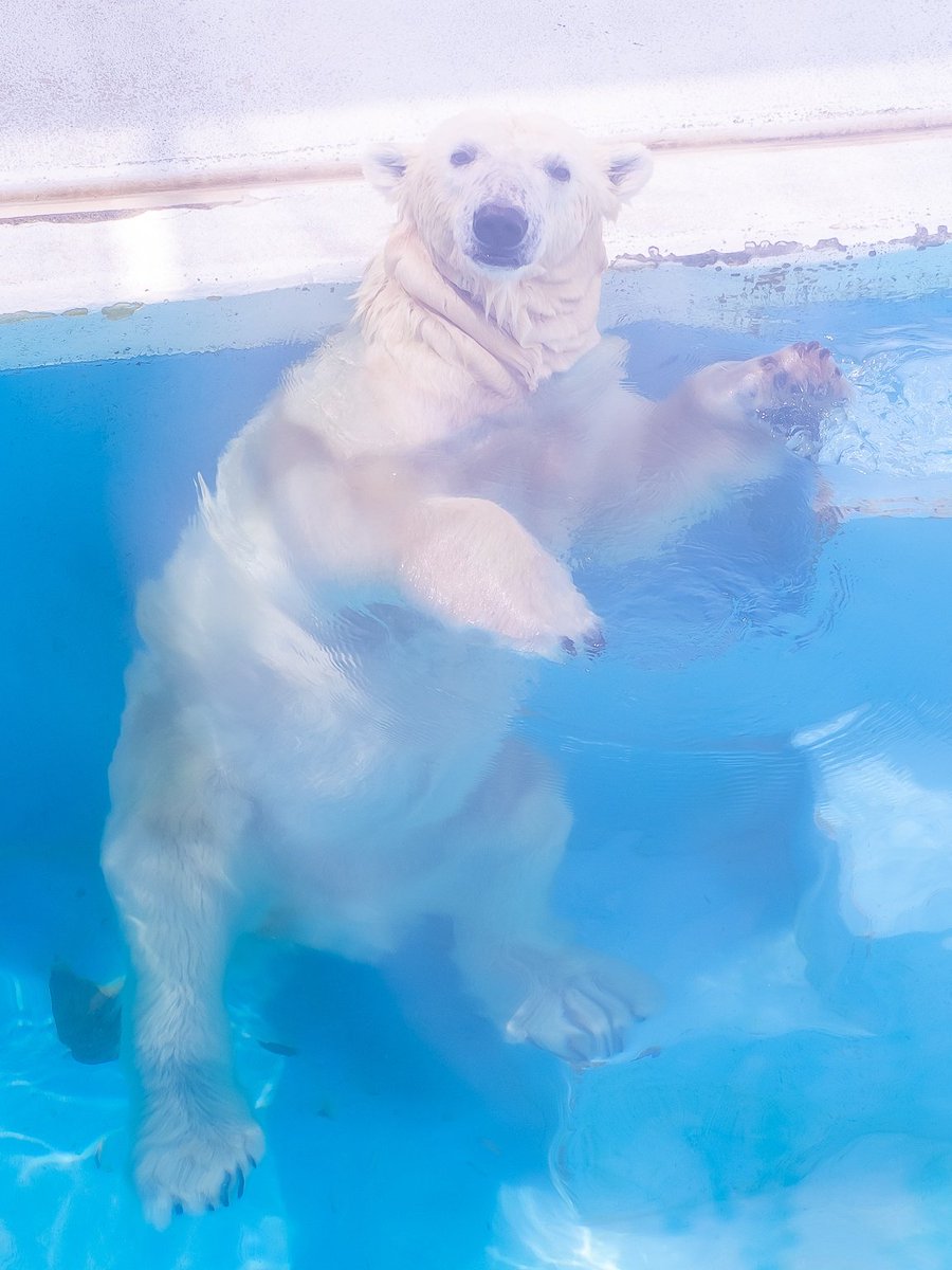 maeyama2022's tweet image. マルル～🐻‍❄️

#マルル
#ホッキョクグマ
#polarbear
#熊本市動植物園
#マルル今までありがとう