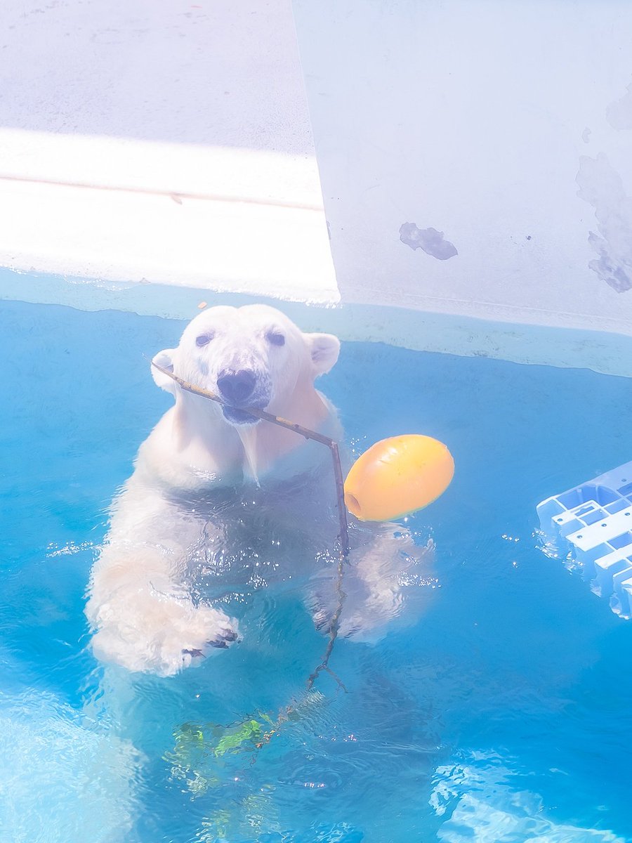 maeyama2022's tweet image. マルル～🐻‍❄️

#マルル
#ホッキョクグマ
#polarbear
#熊本市動植物園
#マルル今までありがとう