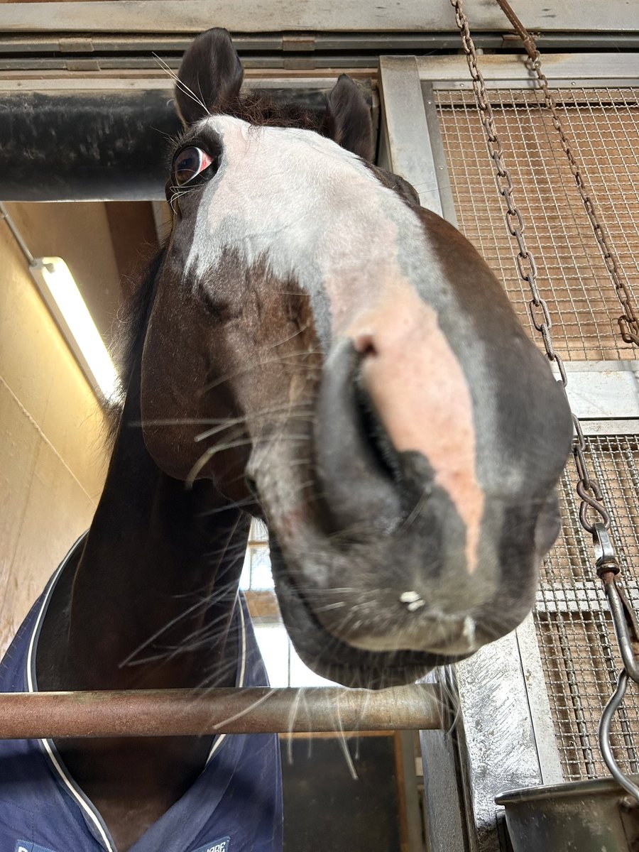 しろまる (@shiro1maru) / Posts / X