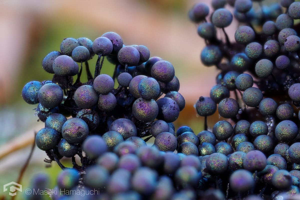 MHMHMHMagic's tweet image. 氷点下の山で出会った大量の変形菌
よく見たらルリホコリ達でした。初めまして〜