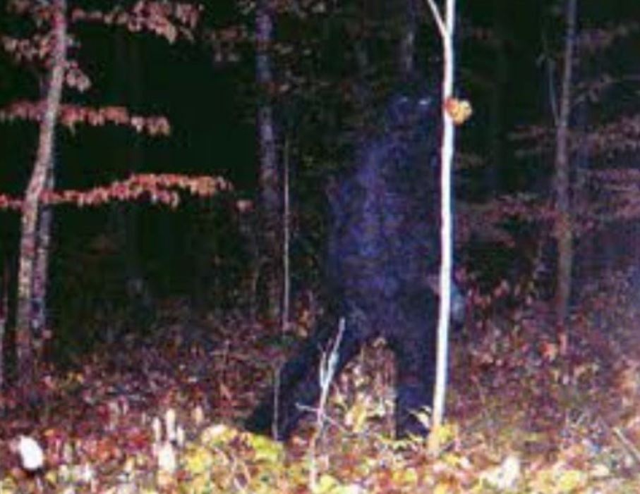 Because of some of the updates and just sort of living life quietly i don't hang out here as much, but you can always DM me and such for other socials and dms!