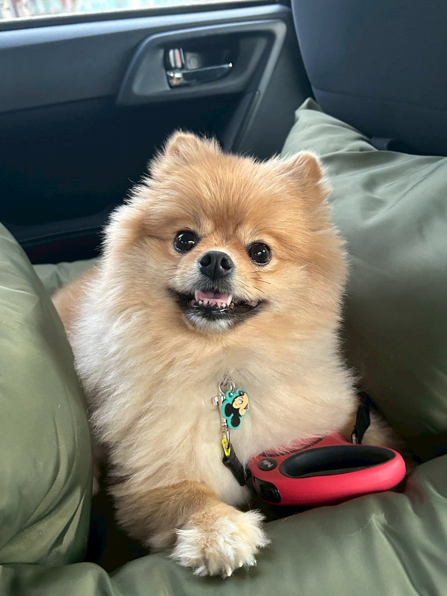 チャロとボンボン（ポメラニアン兄妹） (@chabon_pome) / Posts / X