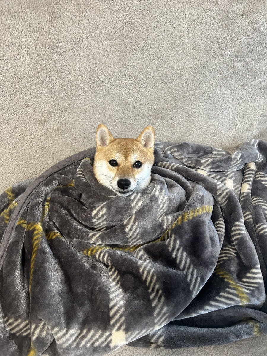 しば犬です。私の汗と涙が染み付いています。 吠えない犬は、猫を撫でる 新装版」折原ねる [あすかコミックスCL-DX