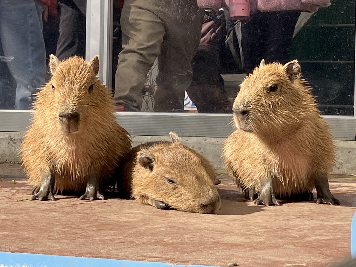 蒲郡の竹島水族館にY氏と行きました。 リニューアル後初！ カピバラの