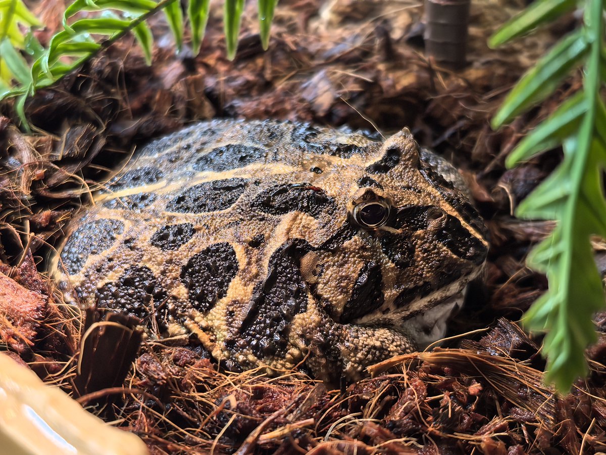 Топ моих ежедневных вопросов Ермаку Тимофеевичу:

1. Плюшанишь? Чего плюшанишь?
2. Плюшанишь? А почему не плюшанишь?!

Стоит ли удивляться, что главным в болотной семье он считает не меня, а себя. Я бы на его месте личность с таким количеством ума тоже за главного считать не мог.
