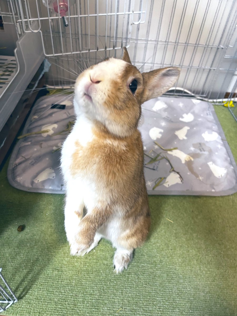うさぎ(=^ェ^=) うさぎっぽいうさぎ🐇