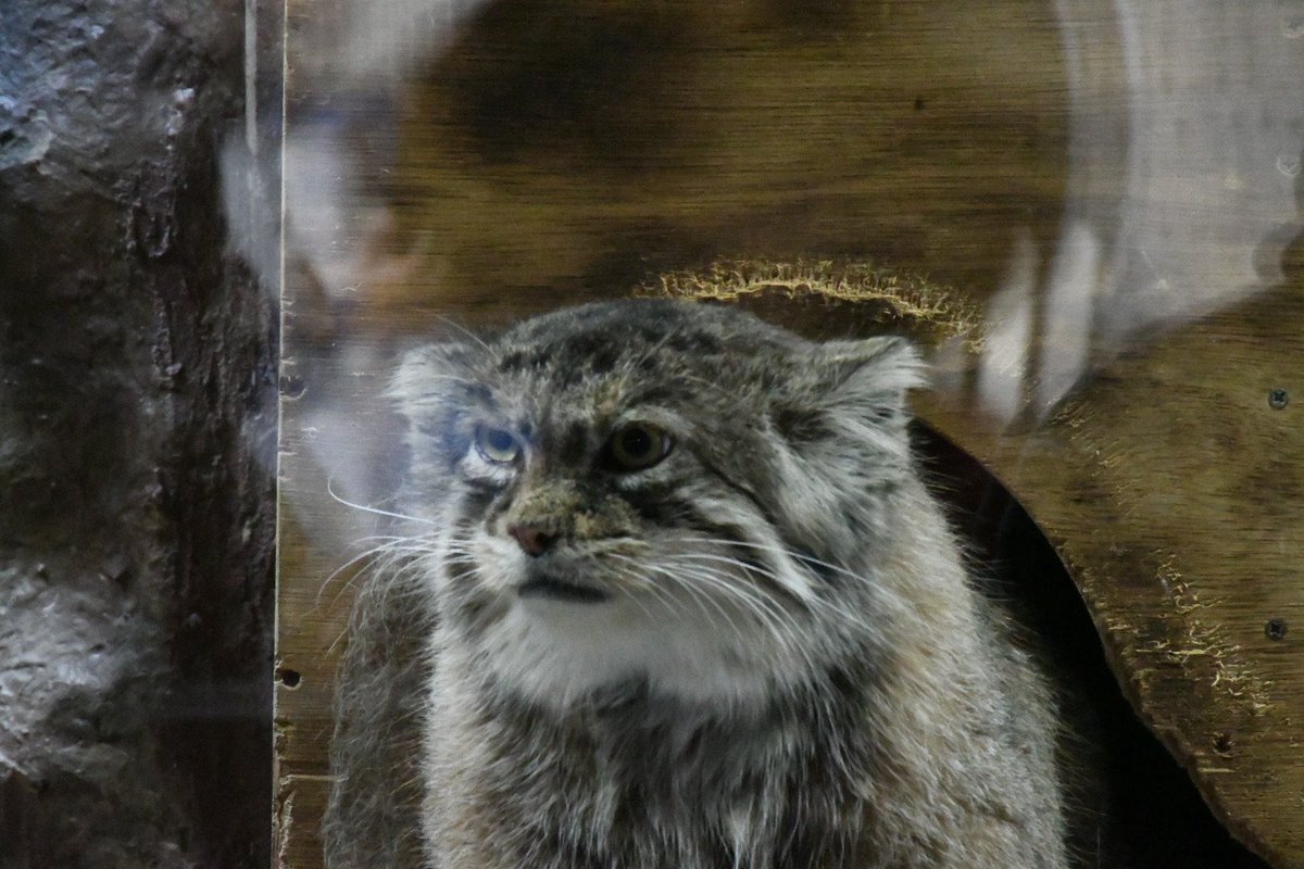 シャーッ！

…ではなく寝起きであくびをした時のプリームラさん

#上野動物園　#マヌルネコ　#小獣館