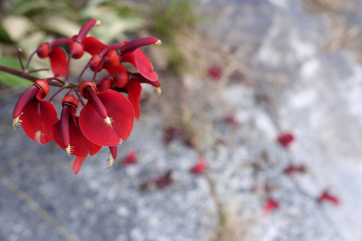 art_fan_tokyo's tweet image. フォーカシングスクリーンが到着した。
さて、レンズをどうするか。
とりあえず明日はスクリーン交換だ。
#デジタル一眼レフ #photo_jpn #EOS6D #EF50mmf18 #毎スナ #photo_setouchishi #牛窓