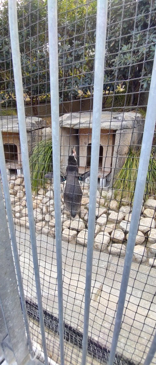 ペソギソ☆ 714cJw3glIL.jpg_BO30,255,255,