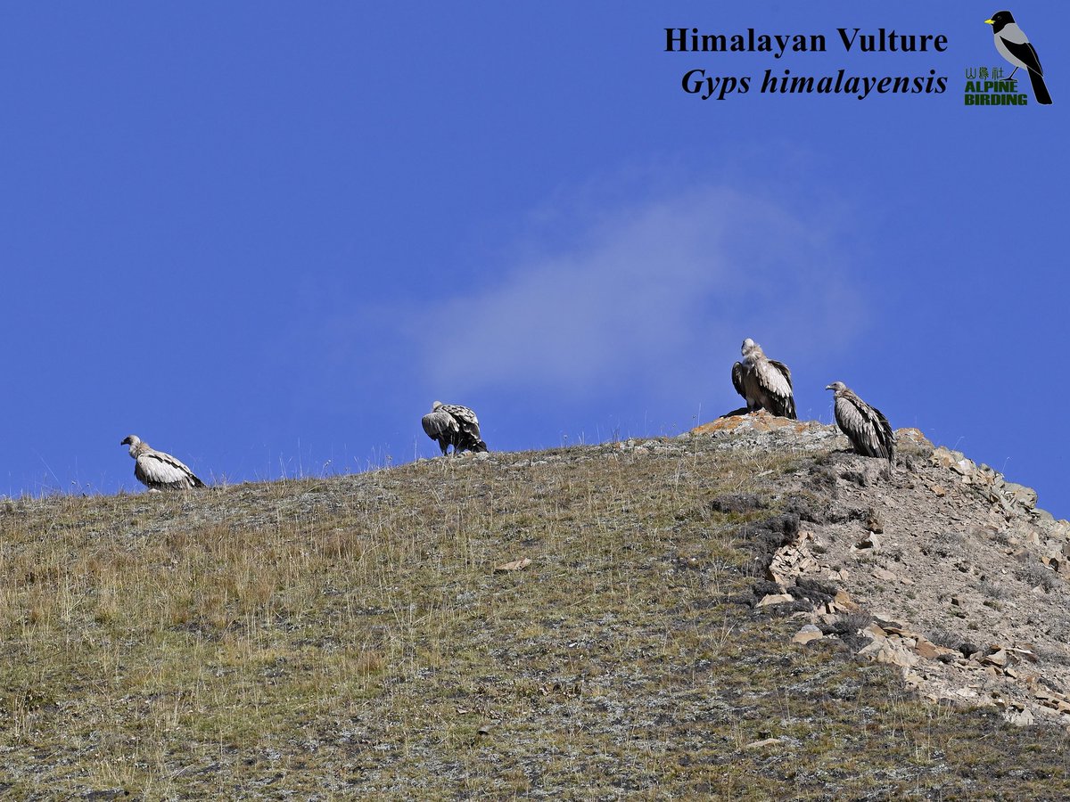 Himalayan Vulture（Gyps himalayensis）
高山兀鹫
Large sandy brown scavenger with a pale and featherless head, is fairly common throughout most of its range. We got those photos during our last wildlife tour in Sichuan, China.
#BirdLovers #birder #birding  #birds #birdwatching