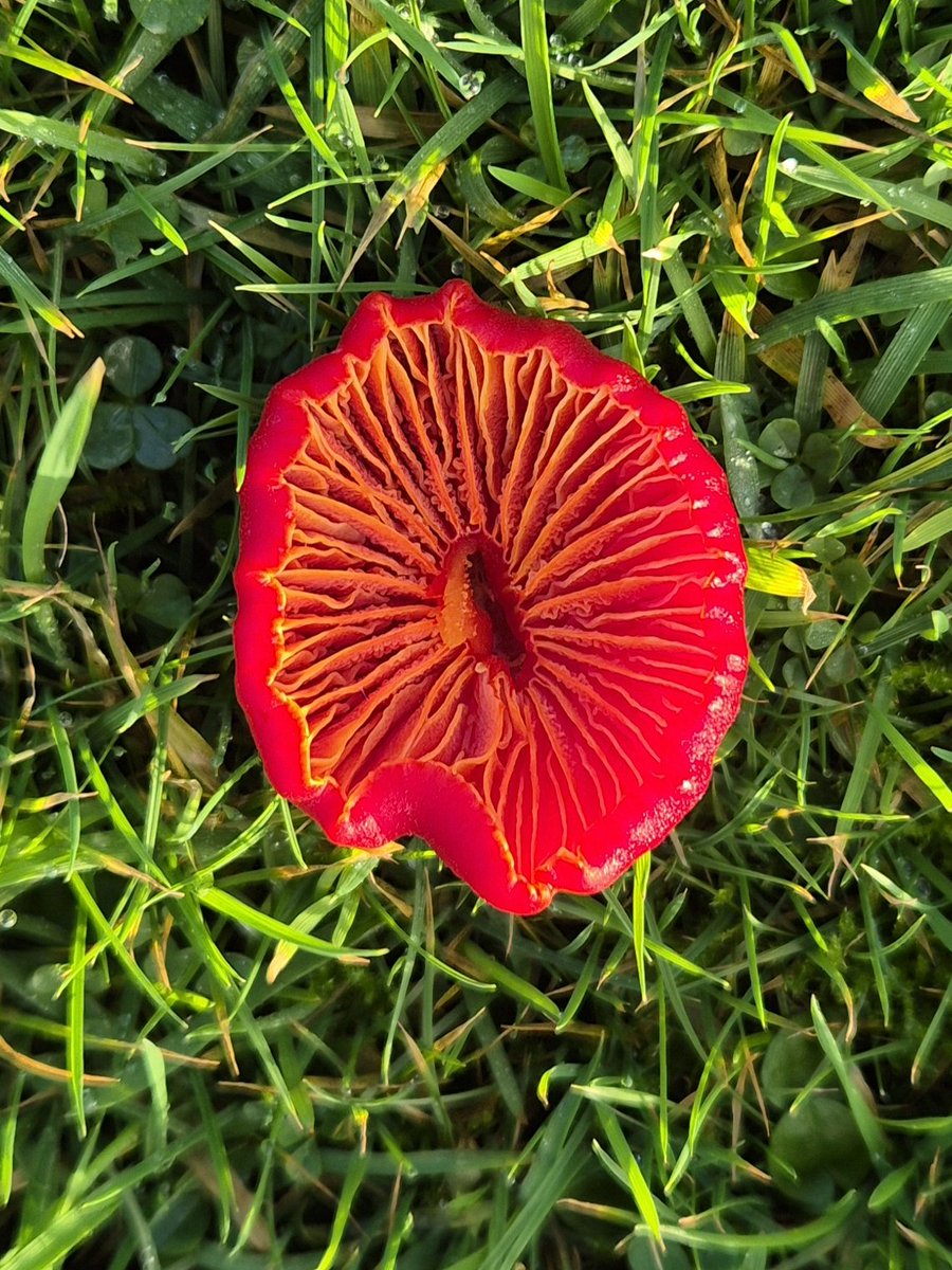 cormac_mcginley's tweet photo. An upturned Scarlet Waxcap (Hygrocybe coccineal) mushroom.
County Clare, Ireland. https://t.co/jof7hbosjv