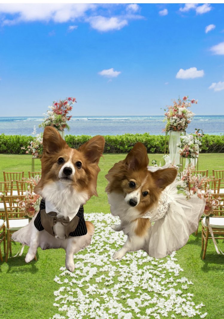 くーちゃんとくーちゃんのウェディング #パピヨン