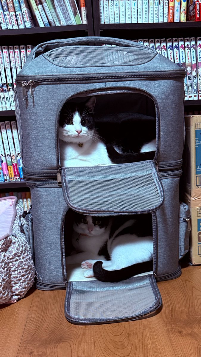 たみ＠レインプレッサ tweet media