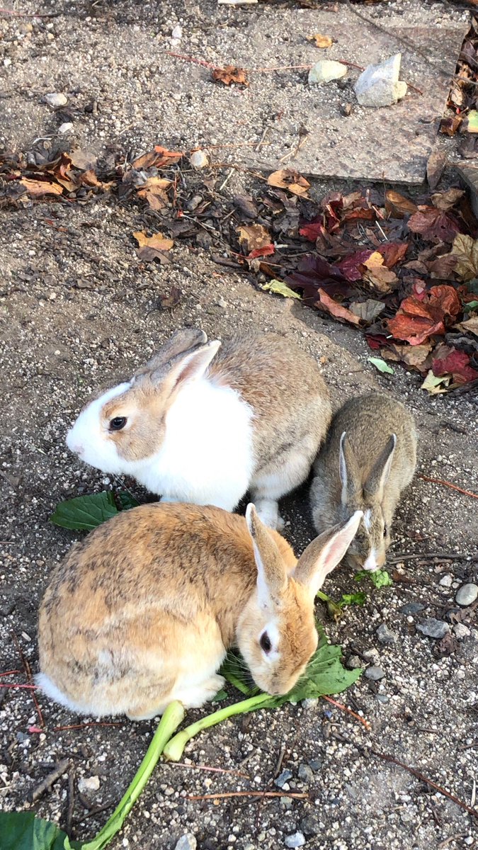 紫苑 (@alice_yui59) on Twitter photo 