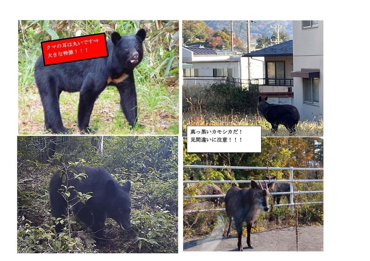 【クマとカモシカの見間違いにご注意ください】
　お伝えしていますように、岡谷市内ではクマの目撃情報が寄せられています。
　ただ、岡谷市内の山林には黒いカモシカも生息しており、クマと見間違えてしまう場合があります。特徴をご確認いただき、見間違いにご注意ください。