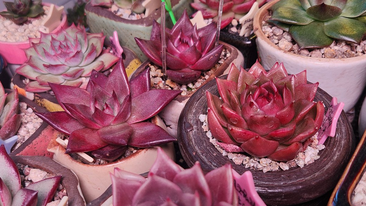 dabeemam's tweet image. 바야흐로 다육이가 예뻐지는 계절입니다.
베란다 온도가 뚝 떨어진 오늘 아침 다육이
#다육이