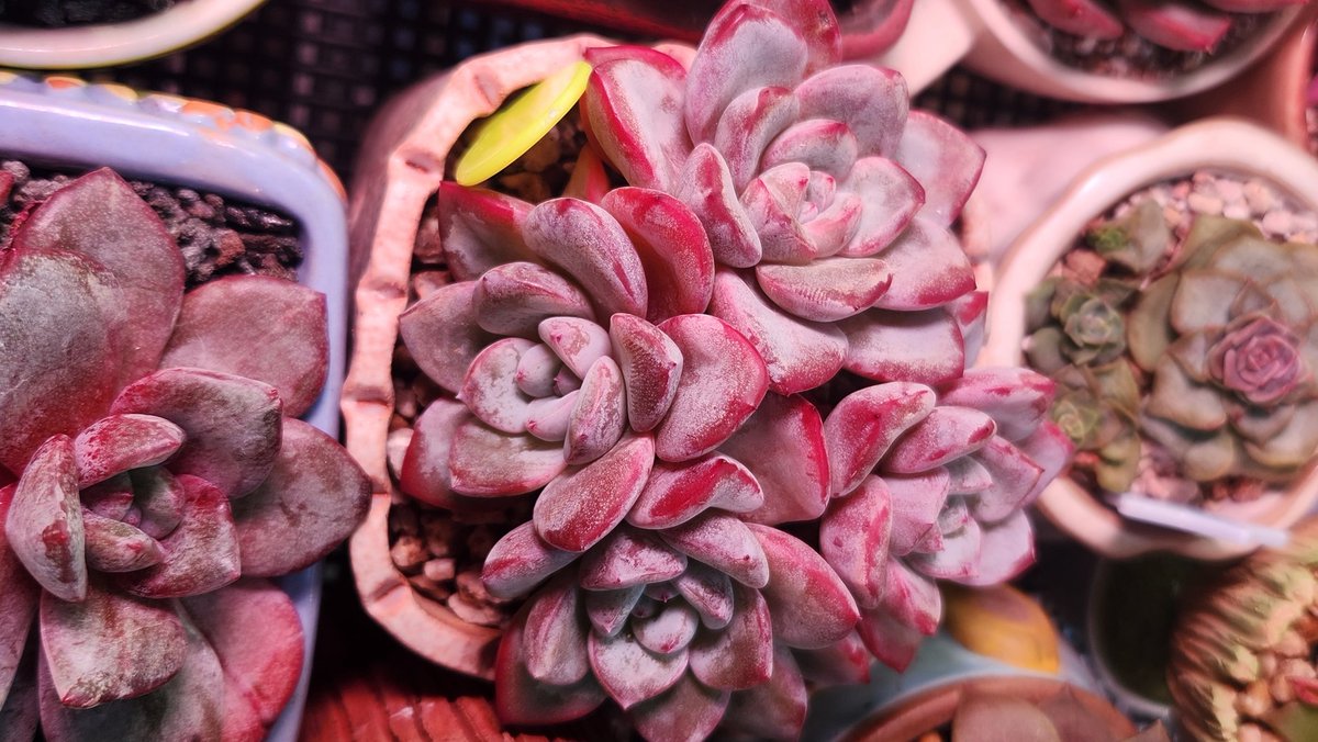 dabeemam's tweet image. 바야흐로 다육이가 예뻐지는 계절입니다.
베란다 온도가 뚝 떨어진 오늘 아침 다육이
#다육이