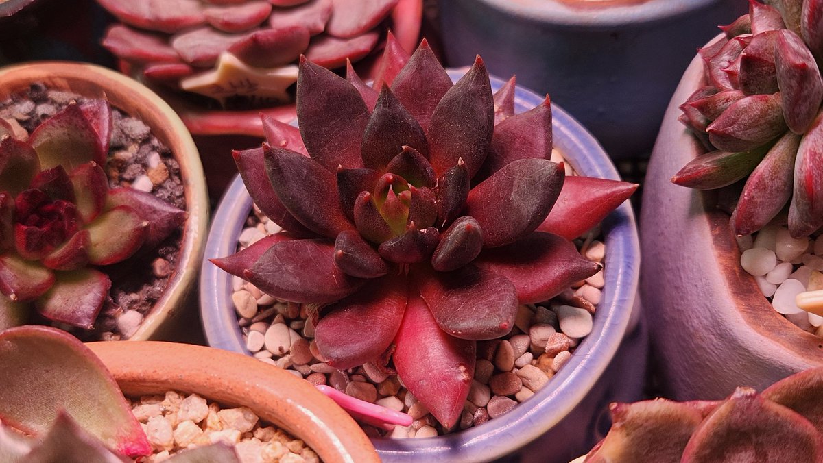 dabeemam's tweet image. 바야흐로 다육이가 예뻐지는 계절입니다.
베란다 온도가 뚝 떨어진 오늘 아침 다육이
#다육이