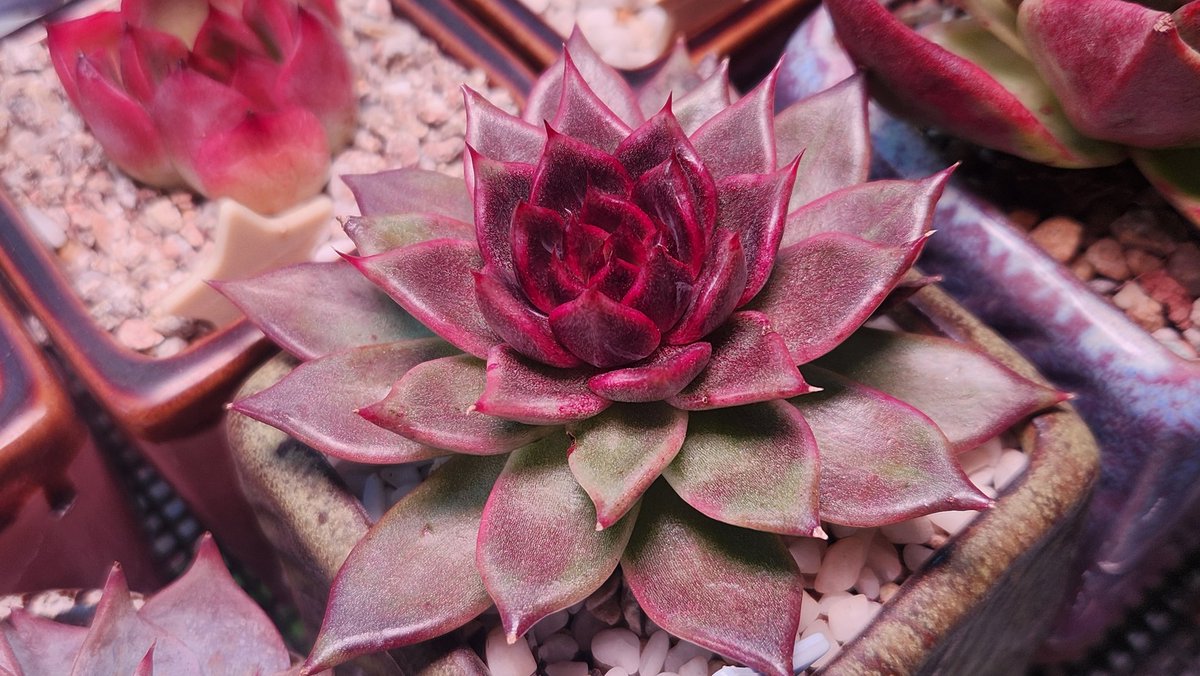 dabeemam's tweet image. 바야흐로 다육이가 예뻐지는 계절입니다.
베란다 온도가 뚝 떨어진 오늘 아침 다육이
#다육이