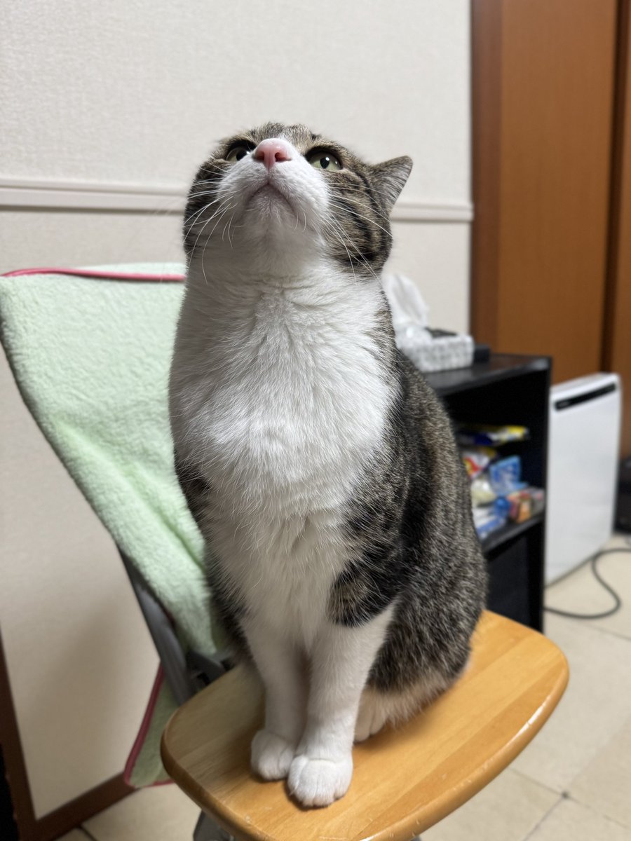 ぎんのねこ (@ginnonekoch) / Posts / X