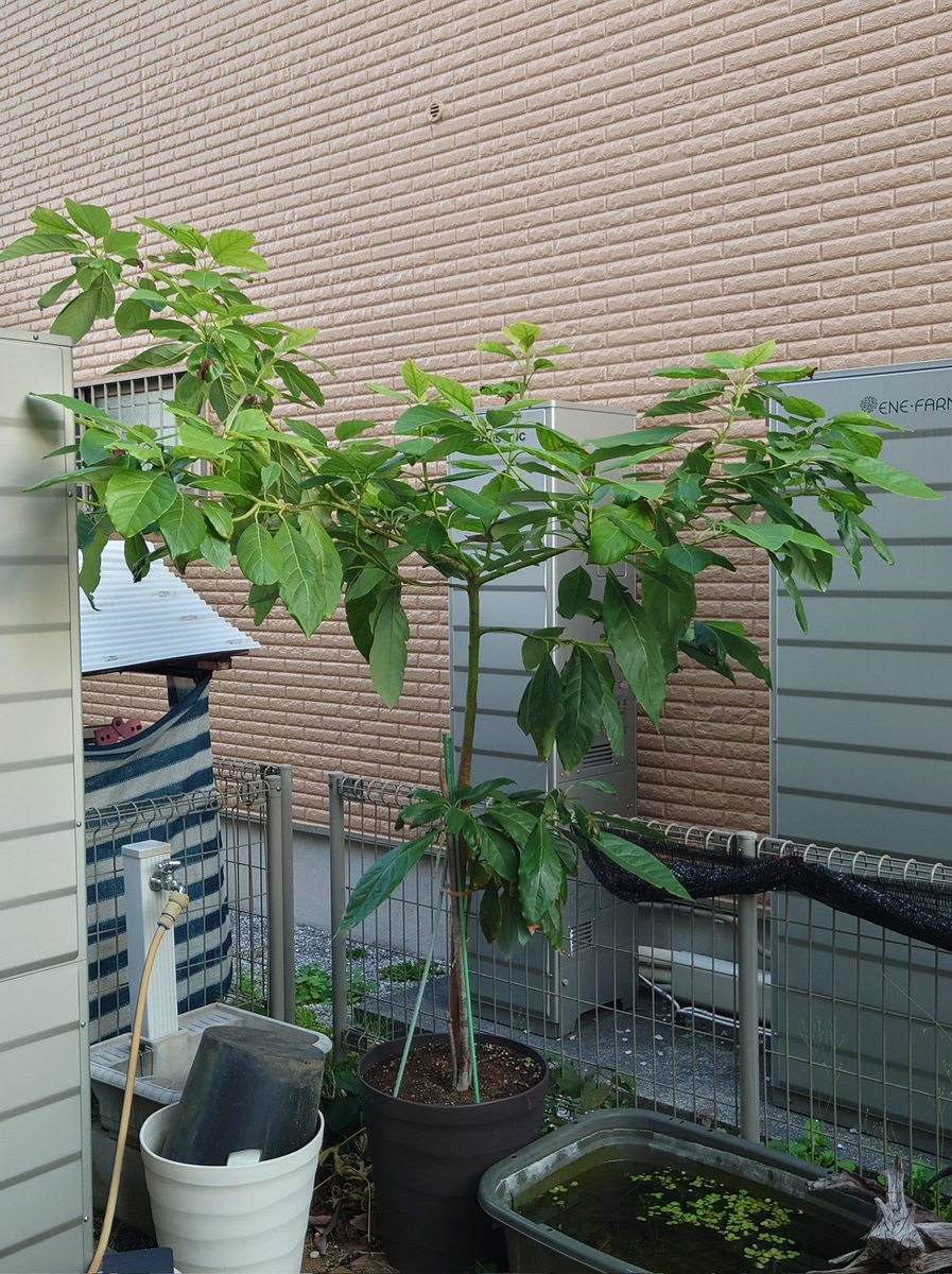 yasu1569's tweet image. 11/19のアボカド