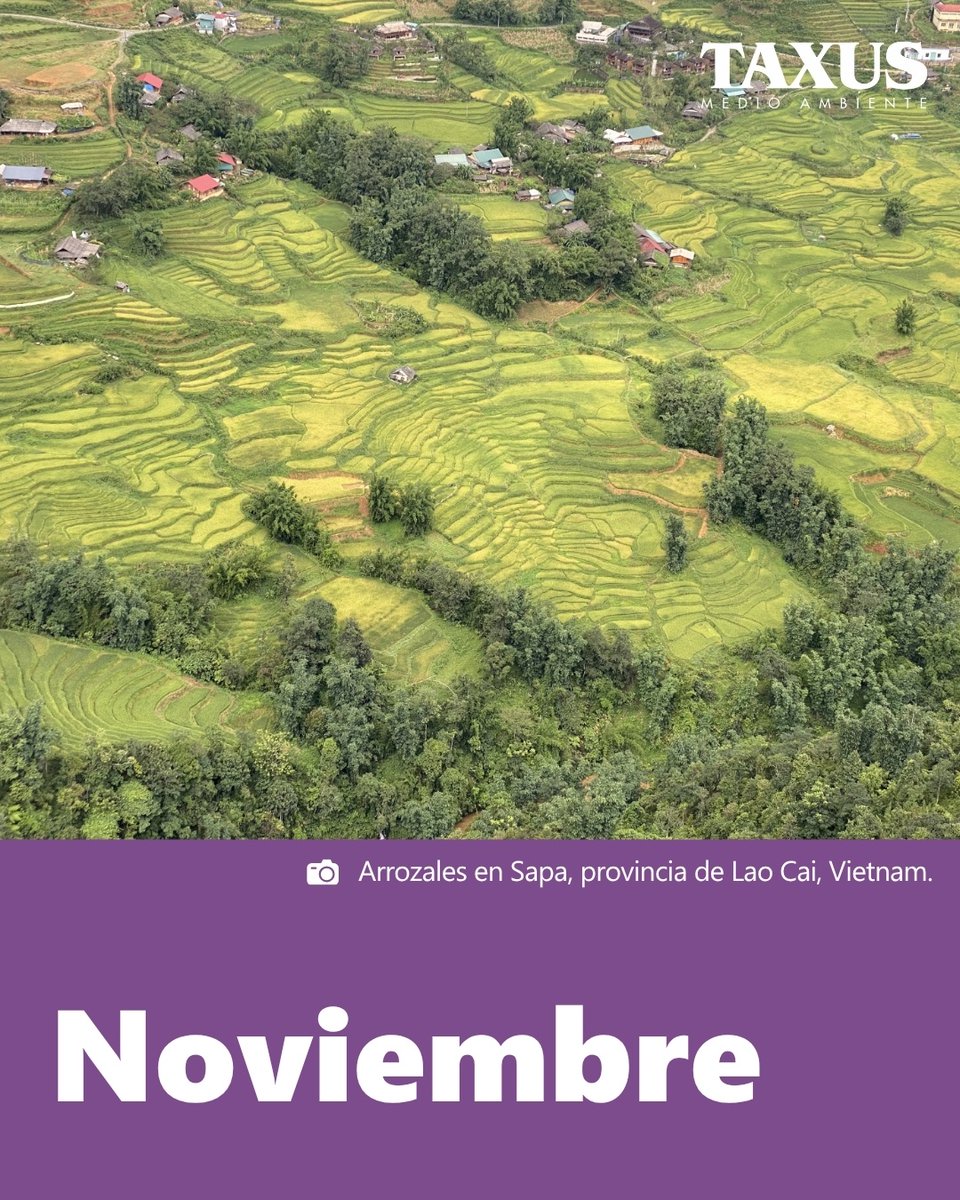 🌾Sapa (Lào Cai, Vietnam): terrazas que gestionan el agua desde hace siglos. En el valle de Mường Hoa el agua se guía, se comparte y se guarda: escalonan pendientes, reducen la erosión y convierten la montaña en alimento. En noviembre, tras el dorado, el suelo descansa.