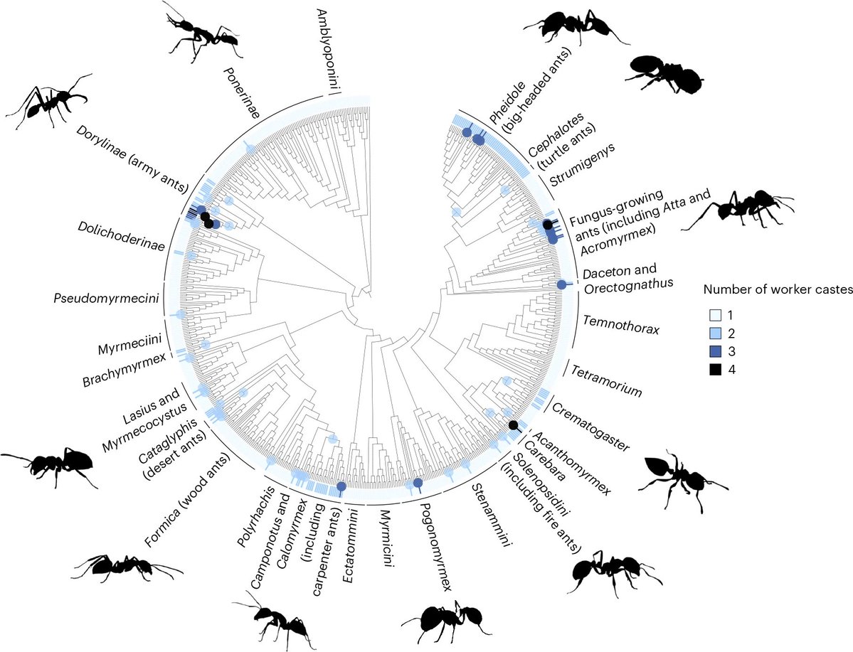juliet_turner6's tweet image. How can we learn more about the evolution of complex life by studying ants? 🐜 

I’ve been getting a lot of questions about my research since the viva post went viral! My thesis isn’t out yet but you can learn more by checking out our recent paper! 👇

nature.com/articles/s4155…