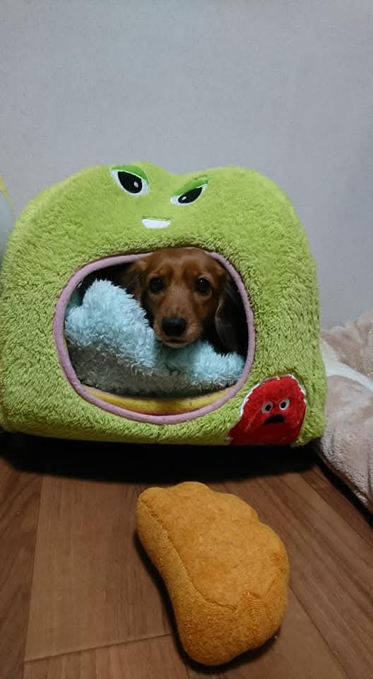 ♡がちゃぴん様ご確認♡ ガチャピン