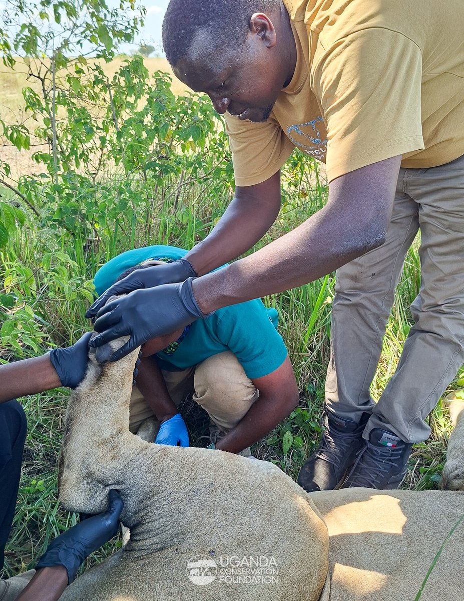 Our Carnivore &amp; Scavenger Programme team, together with Uganda Wildlife Authority <a href="/ugwildlife/">Uganda Wildlife Authority</a>, has recently fitted tracking collars on five lions in Queen Elizabeth National Park, a significant boost to UWA’s ability to understand and protect these prides across one of Uganda’s