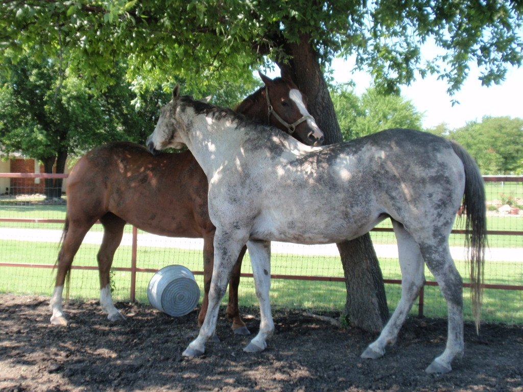 NormaHead71435's tweet image. My two mud babies cleaning the mud off each other...