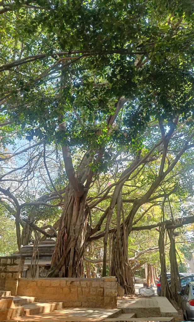 Bingo_mk's tweet image. #TreeTime #TreeClub
Amazing roots of a beautiful tree ! 
#Theme_pic_India_Trees