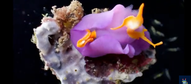 pattayascuba's tweet image. Batwing Sea Slug

The scientific name is Sagaminopteron ornatumroup and it's one of the smallest nudibranchs.

They rarely grow longer than one (1) centimetre in overall body length.
#scubadiving #snorkeling #nudibranchs

private-scuba.com/sea-life/marin…