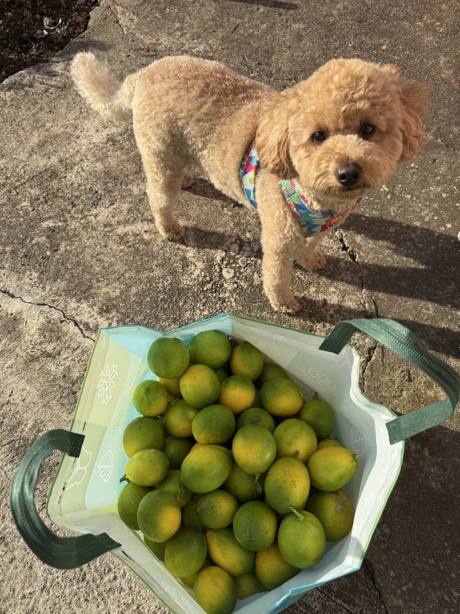 Limum topladım size