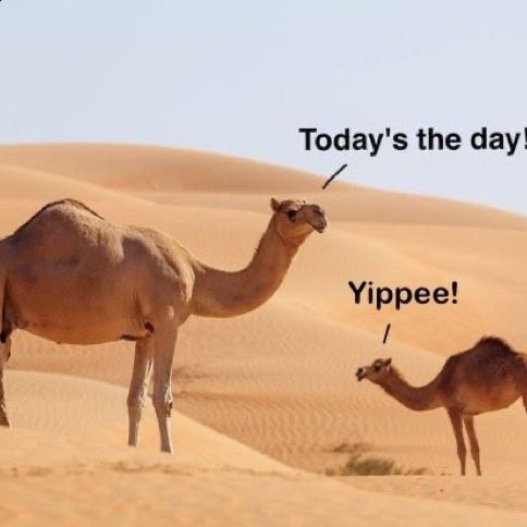 Good Morning! ☀️☕️🫂🙏❤️😘😘Happy Humpy One and All! 🐪🐫