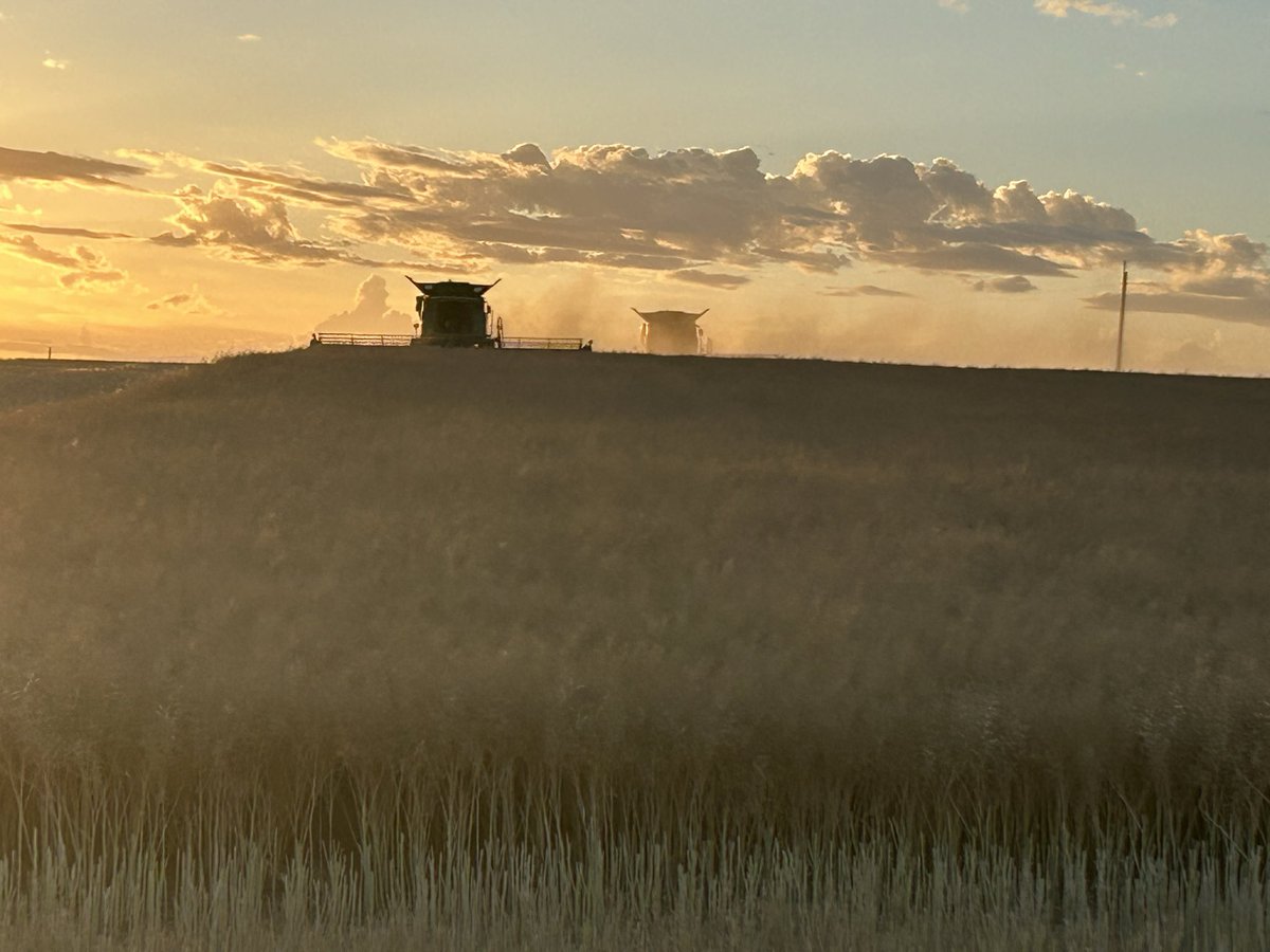 HoolyMcg's tweet image. Mother and son.  Canola. 2025