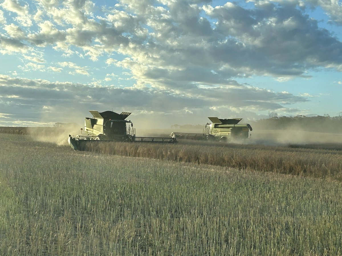 HoolyMcg's tweet image. Mother and son.  Canola. 2025