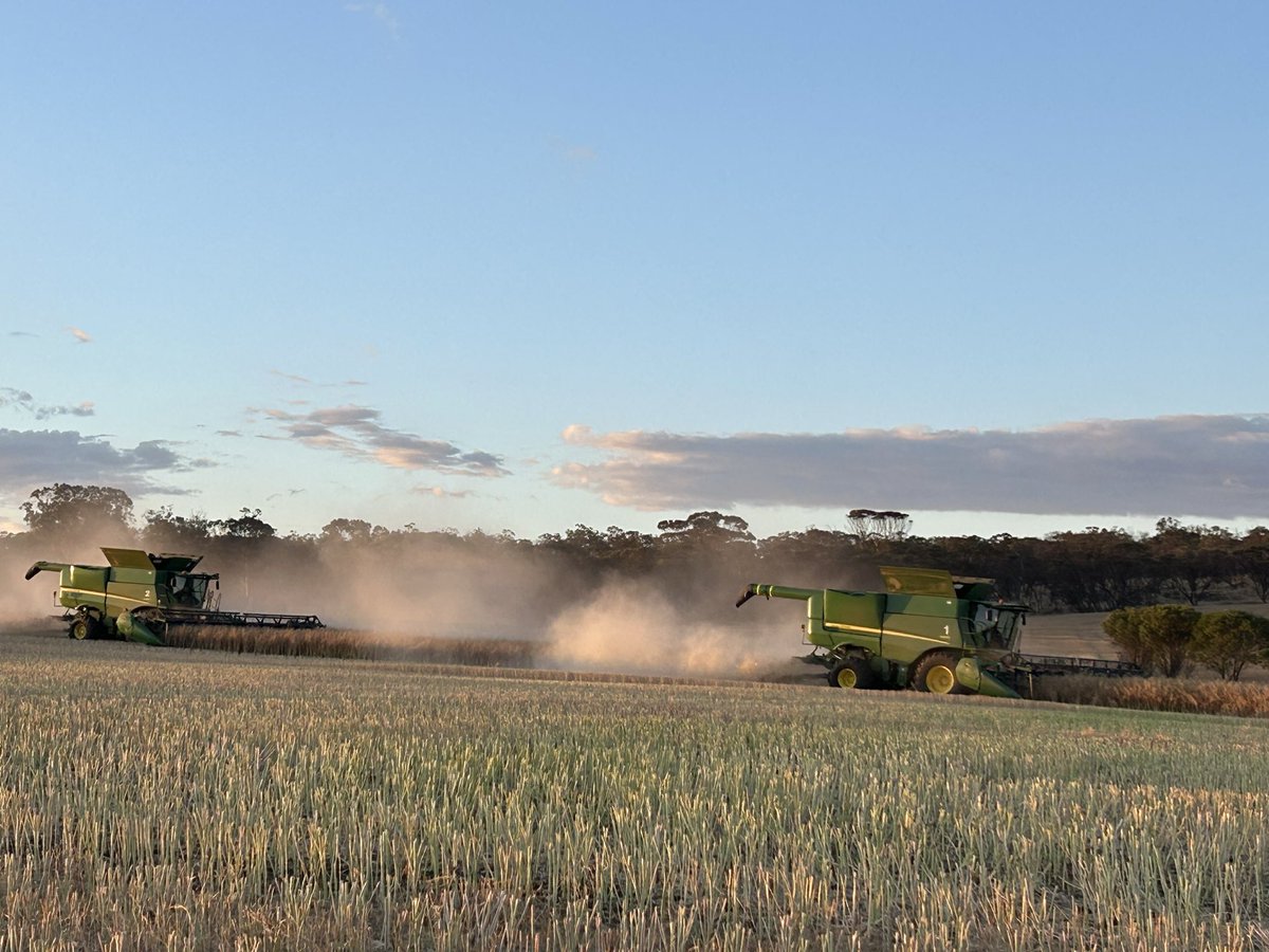 HoolyMcg's tweet image. Mother and son.  Canola. 2025
