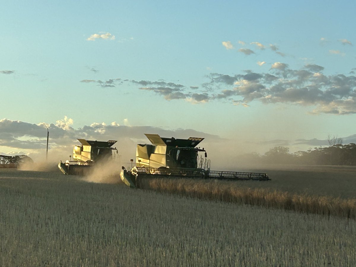 HoolyMcg's tweet image. Mother and son.  Canola. 2025