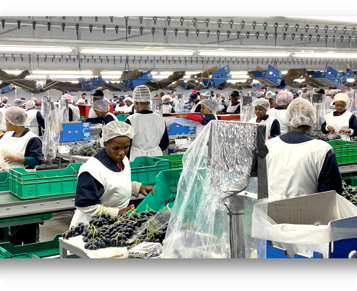 Big step for sustainability in trade!

#UNECE #WP7 adopted revisions to the #TradeStandards for Table Grapes at 80th session. Updates to size tolerance provisions, will help reduce #FoodLoss+waste in packhouses

🔗 Revised standard for table grapes | UNECE
#FoodLoss #Agriculture