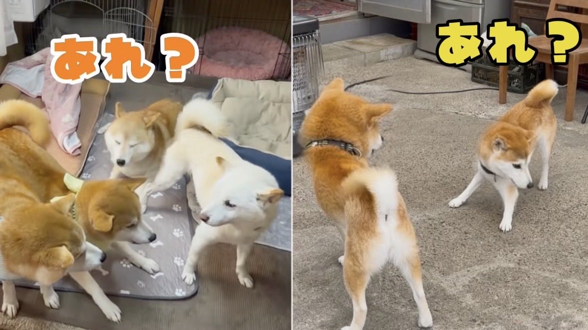 柴犬と仲良しニワトリ&ひよこ おもちゃを見失ったり遊んでいるつもりがボッチだったりと今日もお