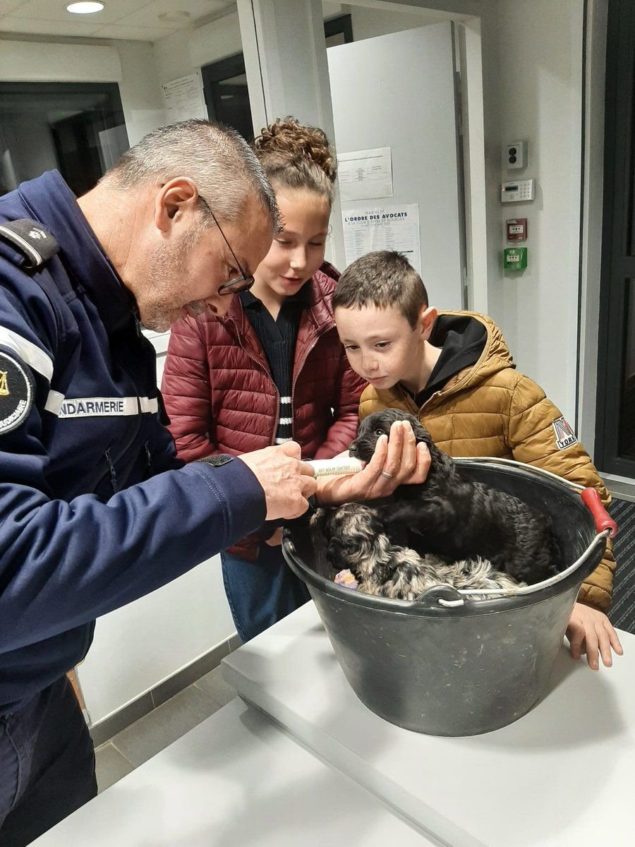 #CoupDeCoeur Un joggeur a découvert 3 chiots 🐶 abandonnés dans une flaque d'eau dans un bois situé sur la commune d'Étréchy.

Il a prévenu la brigade de Saint-Martin-d'Auxigny où le commandant de brigade leur a prodigué les premiers soins, les nourrissant à la seringue, en